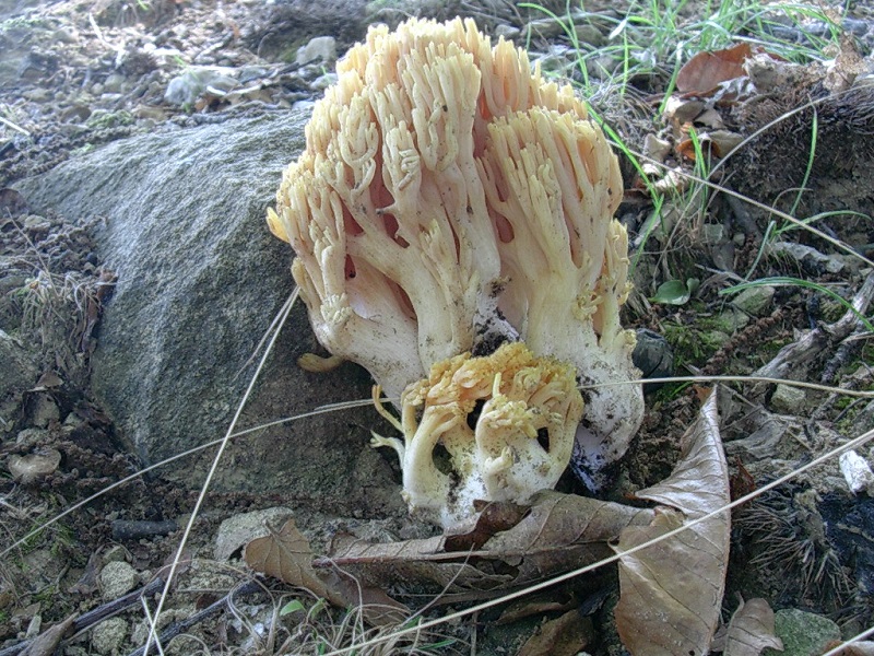 458 Ottobre vecchio ritrovamento